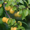 Prunus cerasifera (śliwa wiśniowa)