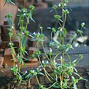 Galeopsis angustifolia (poziewnik wąskolistny)