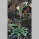 Cardaminopsis arenosa ssp. arenosa (rzeżusznik piaskowy typowy)