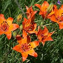Lilium bulbiferum (lilia bulwkowata)