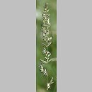 Koeleria pyramidata (strzęplica piramidalna)