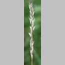 Avenula pratensis (owsica łąkowa)