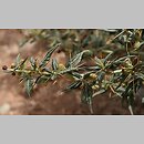 Xanthium spinosum (rzepień kolczasty)