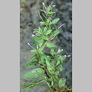 Epilobium roseum (wierzbownica bladoróżowa)