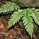 Polystichum (paprotnik)