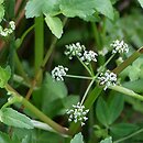 Apium nodiflorum (selery węzłobaldachowe)