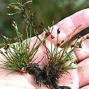 Juncus bulbosus (sit drobny)