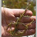 Utricularia minor (pływacz drobny)