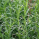 Artemisia dracunculus (bylica draganek)