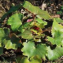 Saxifraga fortunei (skalnica Fourtune'a)