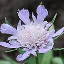 Scabiosa caucasica (driakiew kaukaska)