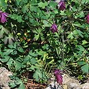 Semiaquilegia ecalcarata