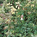 Silene uniflora (lepnica nadmorska)
