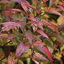 Spiraea japonica Anthony Waterer