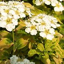 Spiraea nipponica Gerlves Rainbow