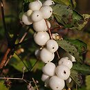 Symphoricarpos albus (śnieguliczka biała)