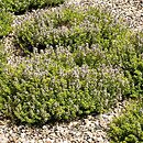 Thymus ×citriodorus (macierzanka cytrynowa)