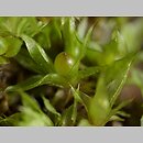 Pottiaceae (płoniwowate)