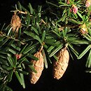 Tsuga sieboldii (choina Siebolda)
