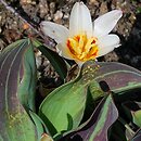 Tulipa Heart's Delight