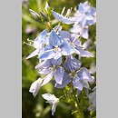 Veronica jacquinii (przetacznik pierzastosieczny)