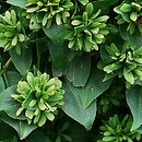 Abelia triflora (abelia trójkwiatowa)