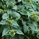 Abelia (abelia)