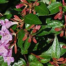 Abelia coreana Edward Gouche