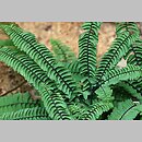Adiantum imbricatum