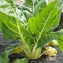 Beta vulgaris var. cicla (burak liściowy)