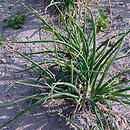 Allium cepa Grupa 'cebula szalotka'