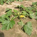 Cucurbita pepo var. giromontiina (cukinia i kabaczek)