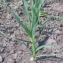 Allium sativum (czosnek pospolity)