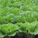 Brassica pekinensis (kapusta pekińska)