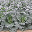 Brassica oleracea var. sabauda (kapusta włoska)