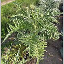 Cynara scolymus (karczoch)