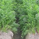 Daucus carota ssp. sativus (marchew zwyczajna uprawna)
