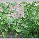 Petroselinum crispum (pietruszka zwyczajna)