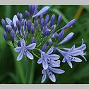 Agapanthus Blue Giant