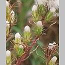 Brachyactis ciliata (astrowiec orzęsiony)