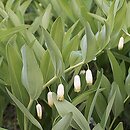Polygonatum (kokoryczka)