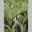 Polygonatum odoratum (kokoryczka wonna)
