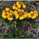 Tagetes lucida (aksamitka błyszcząca)