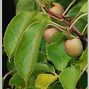 Actinidia polygama (aktinidia ussuryjska)
