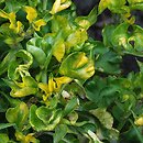 Alternanthera bettzickiana Amoena