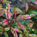 Alternanthera bettzickiana Versicolor