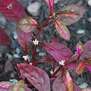 Alternanthera (alternantera)