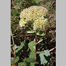 Hylotelephium (rozchodnik (Hylotelephium))