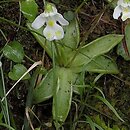 Pinguicula alpina (tłustosz alpejski)