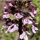 Orchis purpurea (storczyk purpurowy)